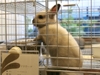 ウサギ専門店「うさぎのしっぽ」